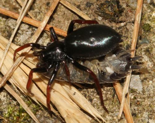 Trachyzelotes pedestris